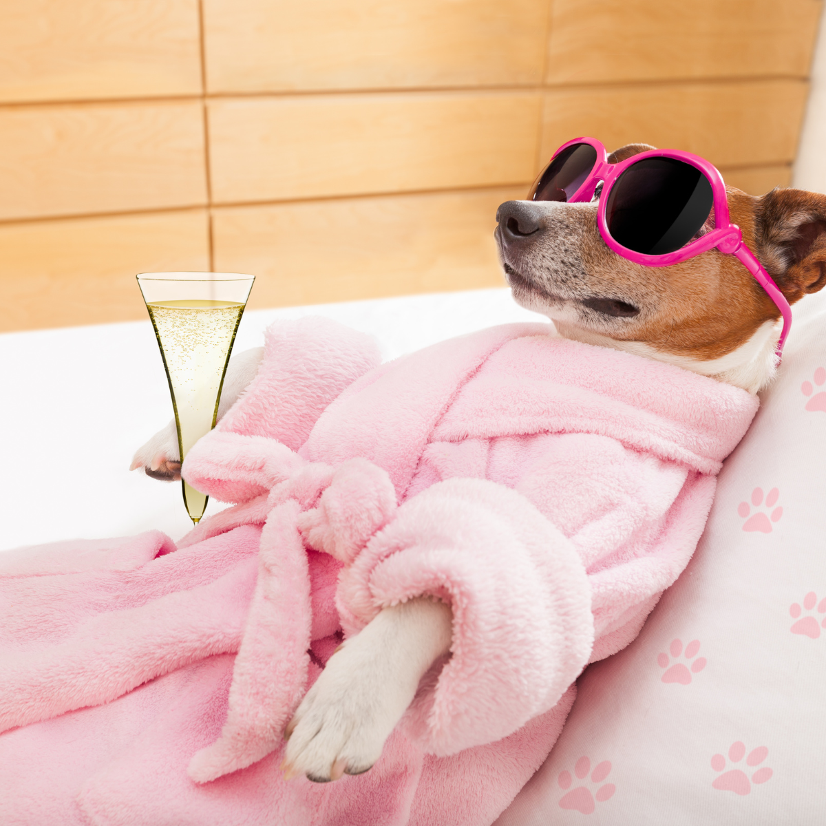 serviço de hotel para cães